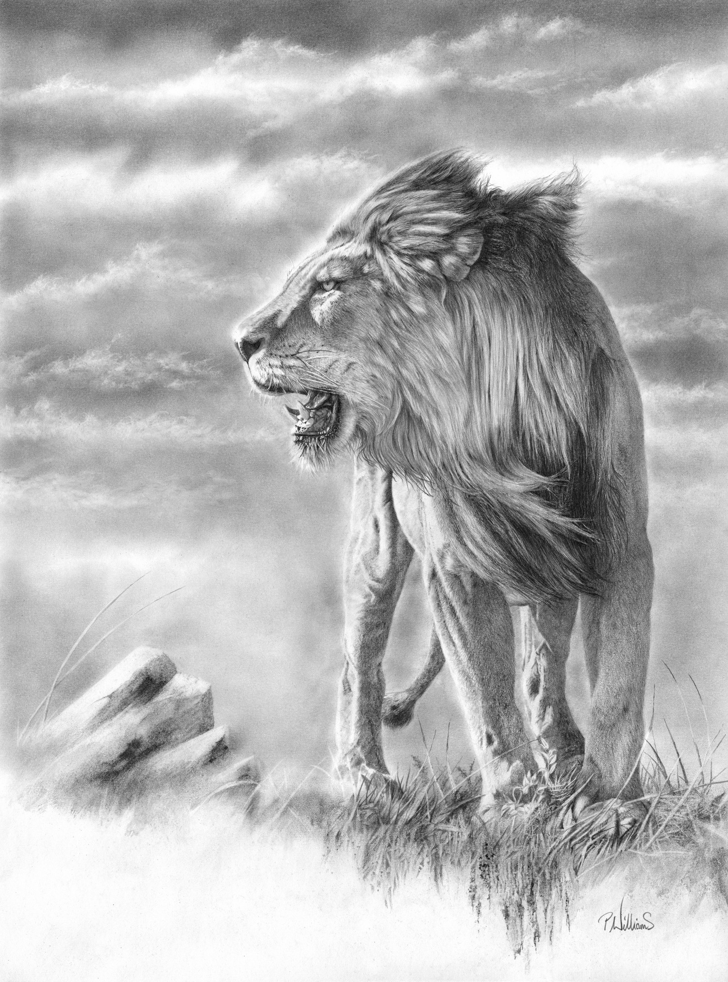 Lion Drawing by Anjana Jain | Saatchi Art-saigonsouth.com.vn