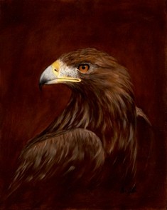 Golden Eagle portrait 2