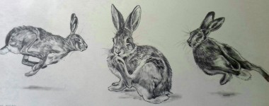 Three Hare Study