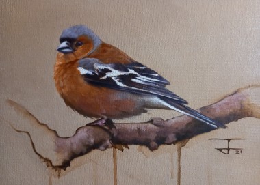 The Chaffinch ( a portrait )