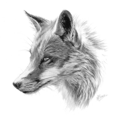 Fox Sketch