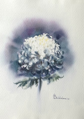 Chrysanthemum 2023 watercolour