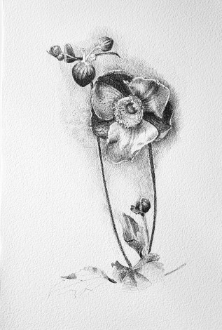 Anemone Windflower