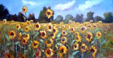 Sunflowers  Field 1