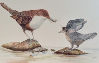 Dipper and chick