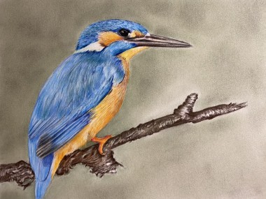 Pastel painting of Kingfisher