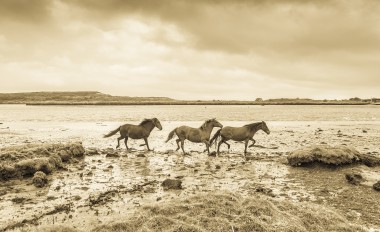 Dorset Horses