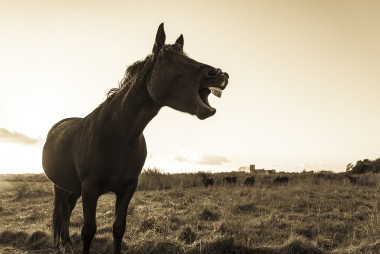 Dorset Horses