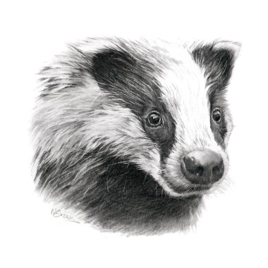 Badger Sketch