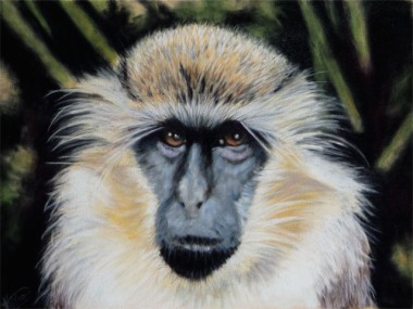 Barbados Monkey