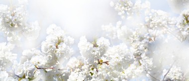 Blooming White