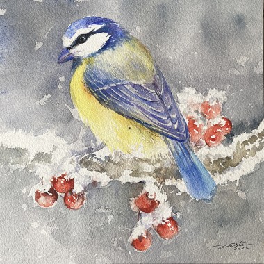 Blue Tit and Winterberries