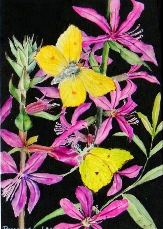 Brimstone Butterflies on Flowers.