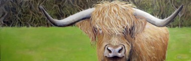 Hairy Highland Cow