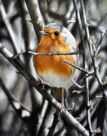 Cheeky chappy ( robin in hedge)