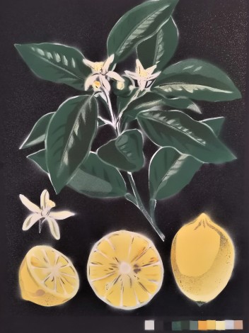 Citrus Limon 