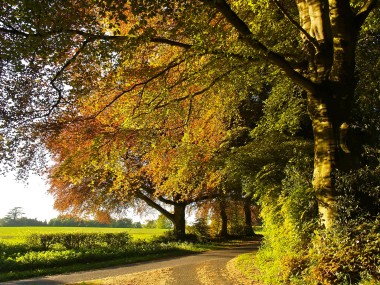 Country Lane in Rural Hampshire