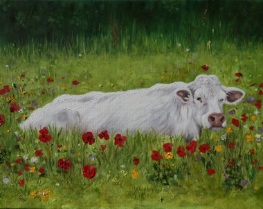 Irish Cow in Poppies
