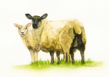 Sheep Ewe and Lamb