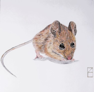 Wood Mouse 3