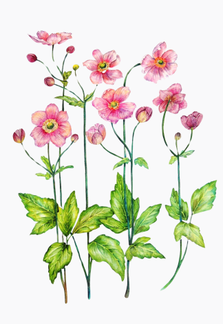 Pink anemone summer garden flower watercolour painting by UK artist Elizabeth Sadler