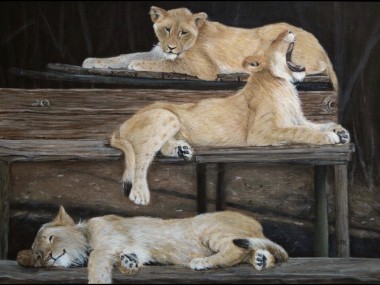 Three Lions Resting
