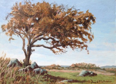 Windswept hawthorn tree