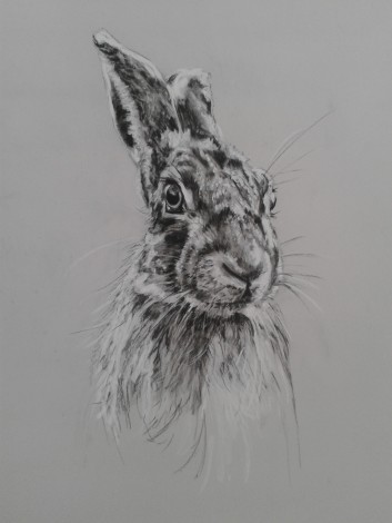 Hare Study 1