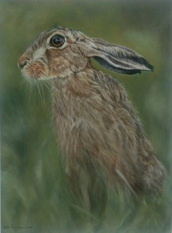 Resting hare. Pastels.