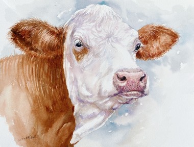 Hereford Cow Hetty