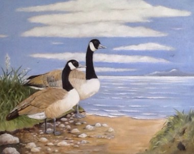 Canada geese 