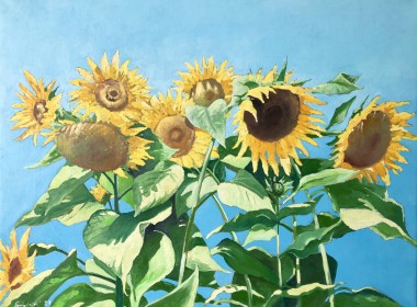 Ukrainian Sunflowers and Peaceful Sky 