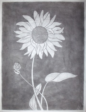Sonnenblume I - Helianthus annuus (engl. Sunflower I)