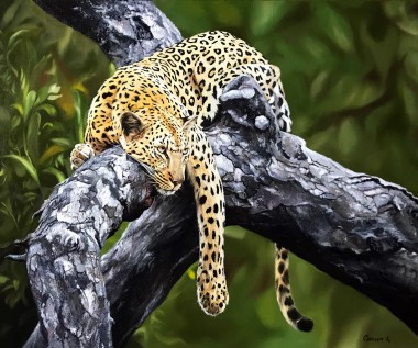 The Predator is Resting. The Leopard