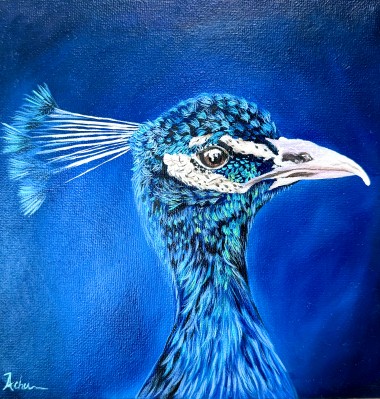 Peacock bird 
