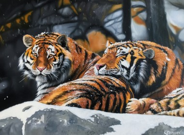 Love of the Amur tigers 