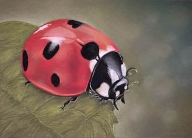 Ladybird 