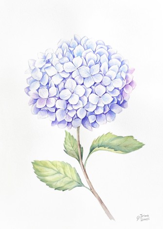 watercolor
painting
hydrangea
flowers
floral
blooming
spring
composition
modern
botanical
realism
blue
violet
