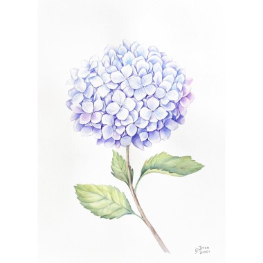 watercolor
painting
hydrangea
flowers
floral
blooming
spring
composition
modern
botanical
realism
blue
violet
