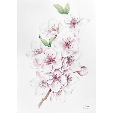 watercolor
painting
almond
cherry
pink
cream
flowers
floral
blooming
spring
composition
modern
botanical
realism
