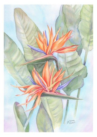 watercolor
painting
tropical
Strelitzia
leaves
flowers
floral
blooming
spring
composition
modern
botanical
realism
orange
green
blue

