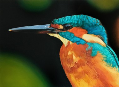 Kingfisher1