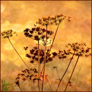 dried plants against a golden evening sky, photo