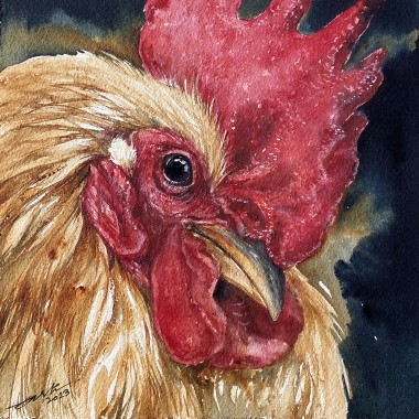 Golden Griffith_Rooster