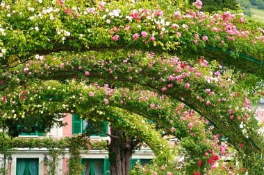 Rose Arches at Giverny