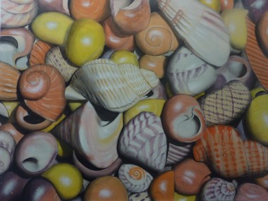 Shell Colours