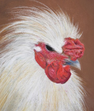 portrait of a silkie rooster, pastel painting