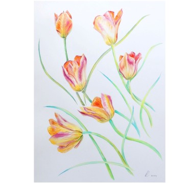 Six Coral Tulips