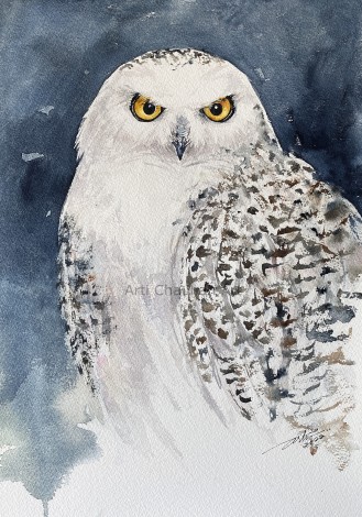 Snow Owl Saul