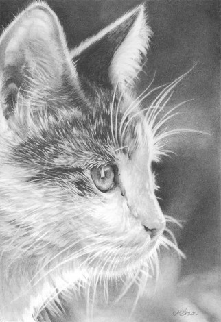 Cat drawing 'The Watchful Eye'